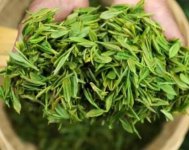 茶樹產(chǎn)量高嗎？一畝產(chǎn)多少斤？