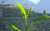 客田鎮(zhèn)：茶樹吐新芽，茶農(nóng)喜增收